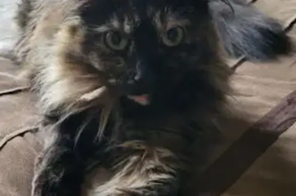 Lost Tortoiseshell Cat: Mocha in Gilberts