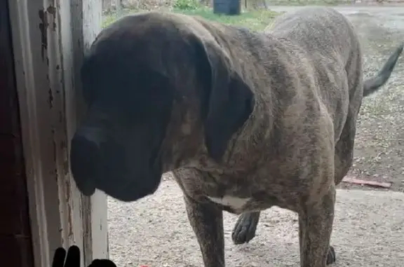 Lost Dog Cariñosa: Kansas Ave, KC