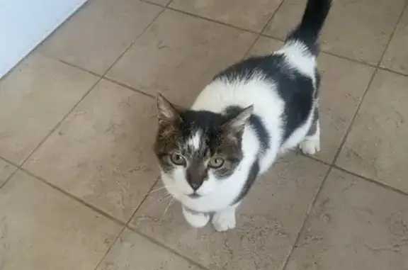 Animaux trouvés , photo: Chat câlin trouvé à Gizay, Les Gabins