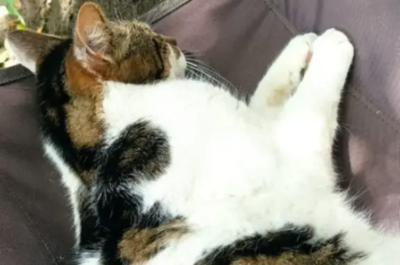 Chat européen câlin perdu à Gravigny - photo