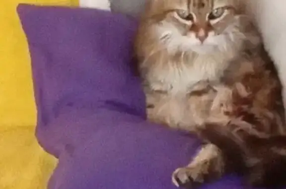 Animaux trouvés , photo: Chatte amaigrie trouvée à Sévérac d'Aveyron