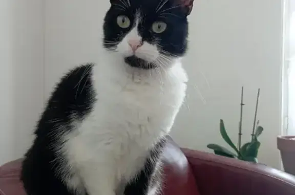Chat perdu, Châteaubernard, photo: Chatte Taya perdue rue d'Aquitaine