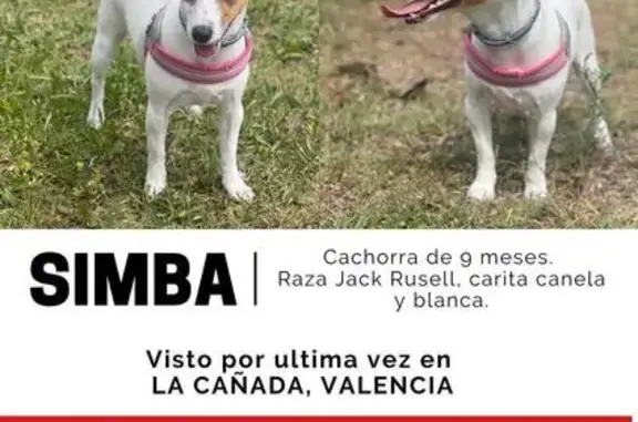 Perro Perdido: Blanca y Canela, Chipado