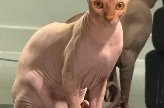 Lost Cat: Beerus on Patten Ave, Help!