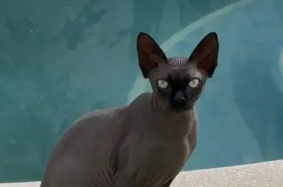 Gata Sphynx negra perdida en Los Barrios