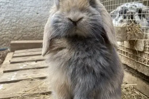 Animaux perdus Béziers, photo: Lapine perdue à Béziers, rue du Fouloir