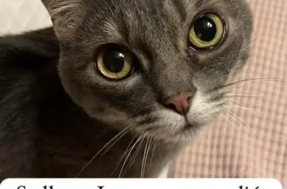 Gato Perdido Gris con Rayas en La Orotava