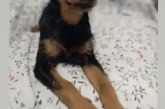 Perra Perdida en Tenerife: Responde a Lucy