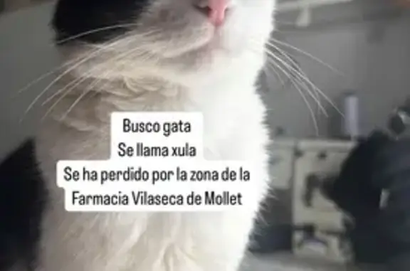 ¡Gato Perdido! Blanca y Negra en Mollet