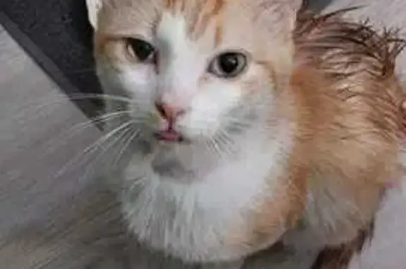 Gato Hallado en Calle Cousto,...