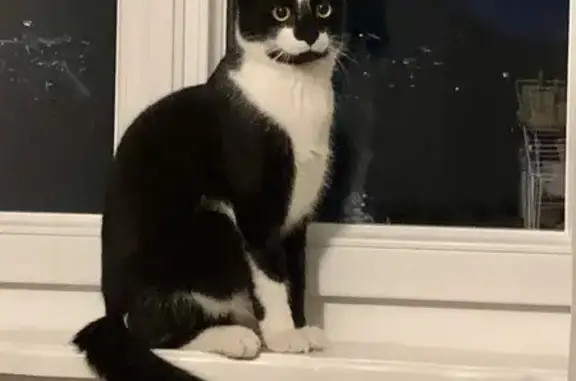 Animaux perdus Wolfisheim, photo: Chat perdu, museau noir, chaussettes blanches