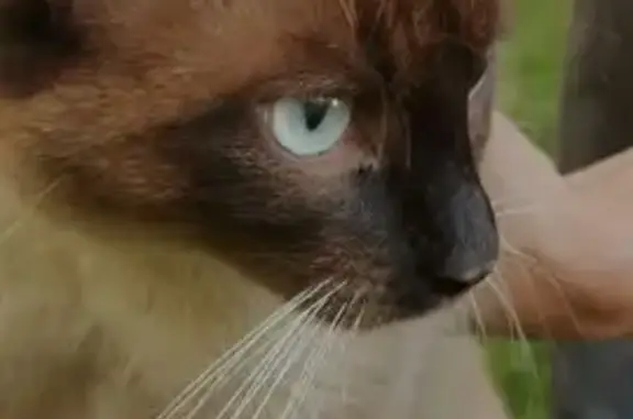 Chat trouvé Wattignies, photo: Jeune chat siamois trouvé à Wattignies