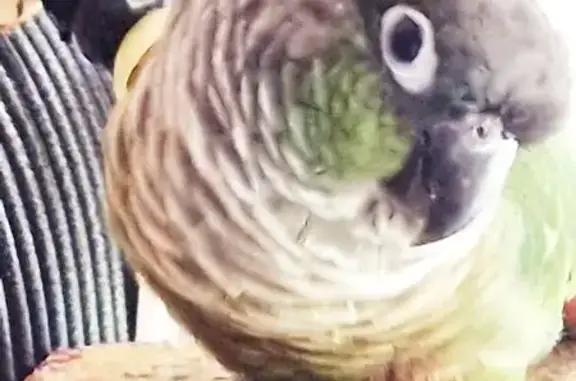 Lost Benny: One-Legged Bird Ne...