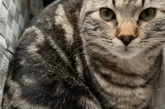 Animaux perdus Brigueuil, photo: Chat perdu à Brigueuil : mâle sans queue