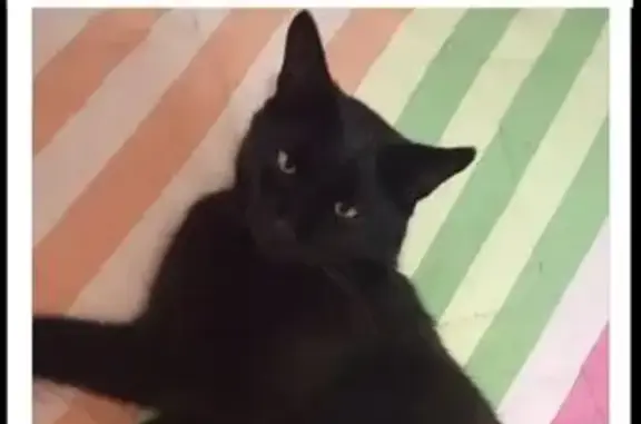 Se busca: Gato Negro Perdido en Jerez