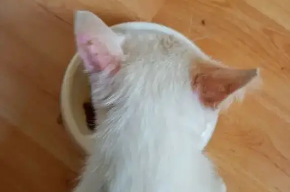 Chat mâle sociable trouvé à Broons - photo
