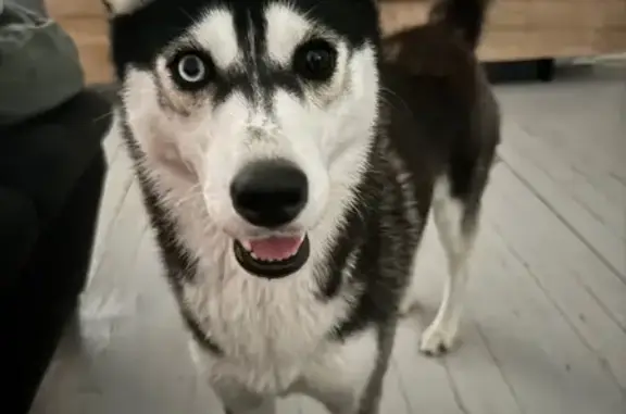 Chien perdu Champagné-les-Marais, photo : Chien perdue, yeux vairons, collier rouge