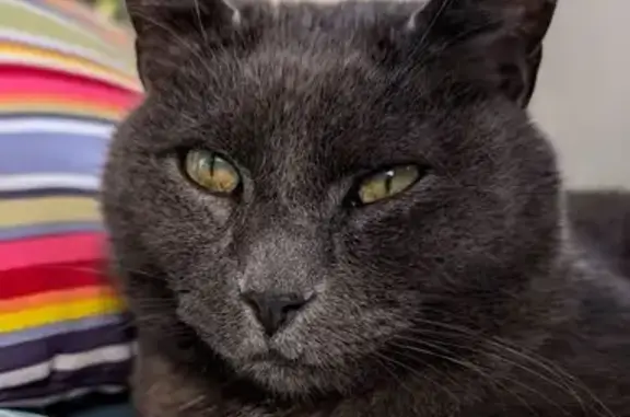 Lost Greyish Blue Cat in Birchgrove, Wales