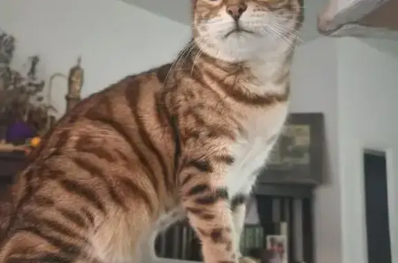 Lost Bengal Cat: Feisty on Peterkin Ave