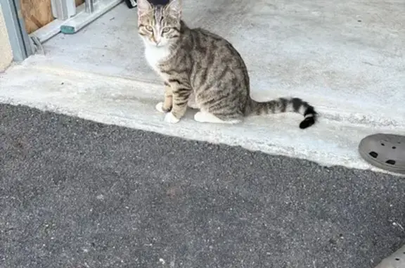 Animaux trouvés Dampierre-en-Burly, photo: Petit chat mâle trouvé à Dampierre-en-Burly