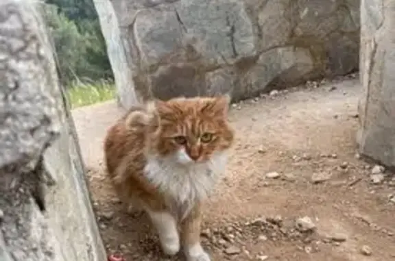 Gatito Necesitado de Ayuda en...
