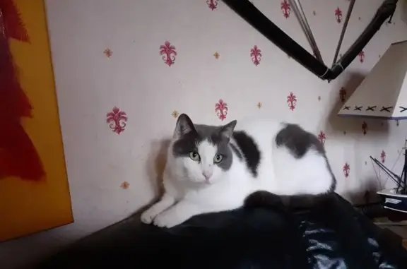 Animaux perdus Laigneville, photo: Chat perdu blanc et gris à Laigneville