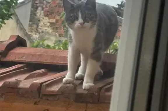 Animaux trouvés Reims, photo: Chat tigré trouvé Rue Géruzez, Reims
