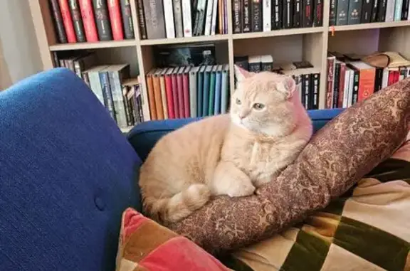 Animaux perdus Reims, photo: Chat tigré roux clair perdu à Reims