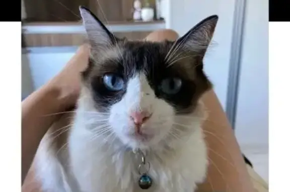 gato desaparecida