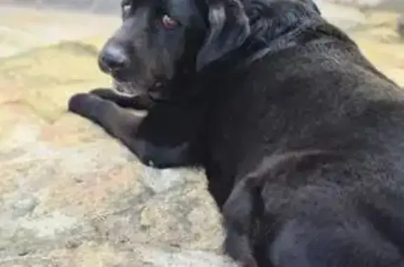 Perro Mayor Perdido en Paiporta: Negro y Herido