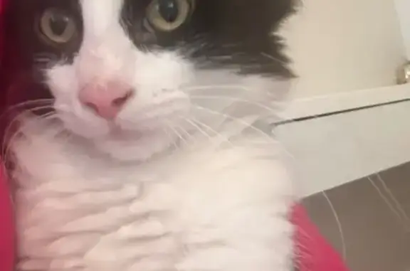 Lost Black & White Cat: Elm St, Skokie