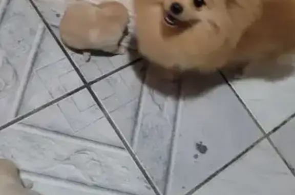 cachorro desaparecida