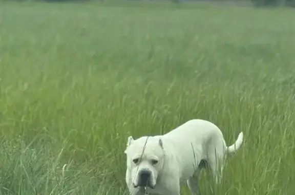 Animaux perdus Zonza, photo: Chien perdu : Rocky, Dog argentin