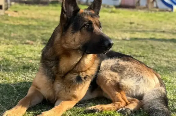 Friendly German Shepherd Lost in Cresco