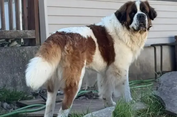 Friendly Lost Dog: Cujo in Coolbaugh