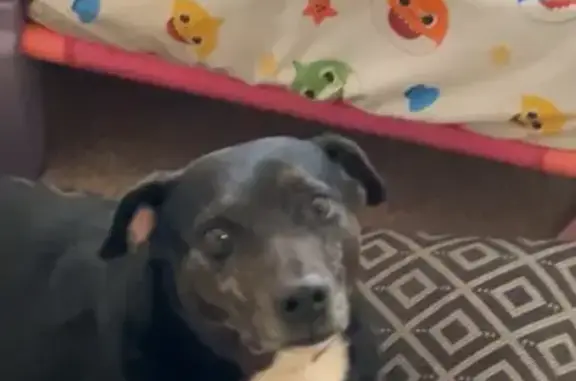 Lost Dogs: Roomba & Daisy in Aurora