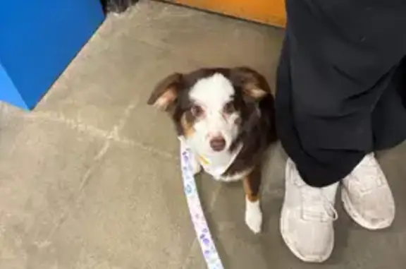 Lost: Tiny White & Brown Dog in Hubert