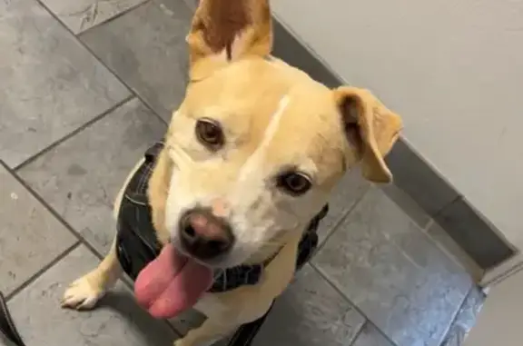 Missing Dogs: Daisy & Roomba in Aurora