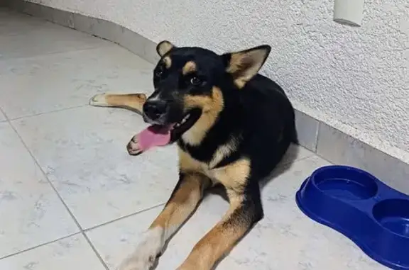 cachorro encontrada