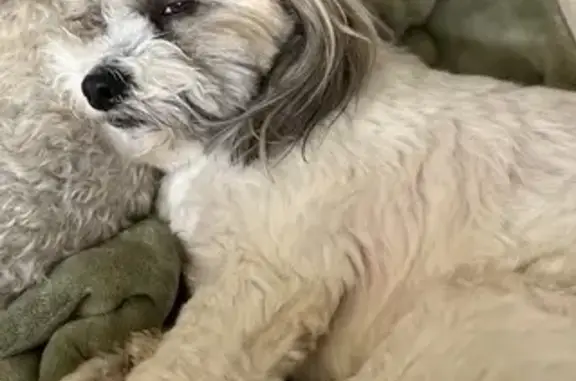 Help Find Tucker: Sweet Lost Dog in MD