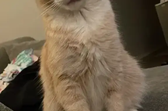Missing: Young Orange Tabby in Vegas