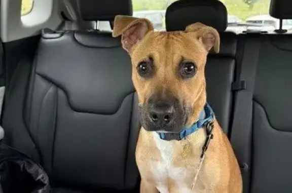 Lost: 7-Month Mixed Breed Puppy