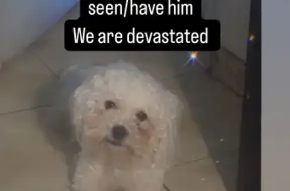 Lost Dog: Curly White Hair, Trenton St.