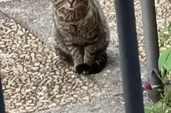 Chat tigré peureux sans poils cou à Nîmes - photo