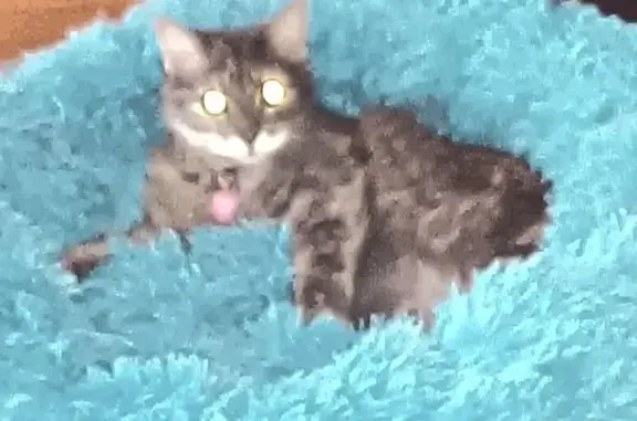 Missing: 8-Year-Old Multicolored Cat