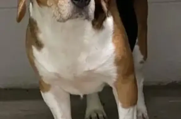 Lost Tri-Color Beagle in Loveland, CO