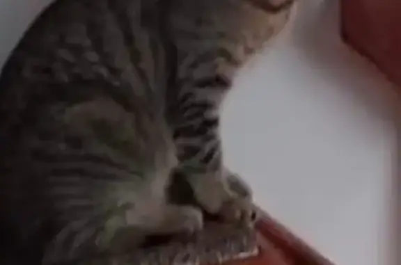 Lost: Friendly Tabby Cat Milo in Warwick