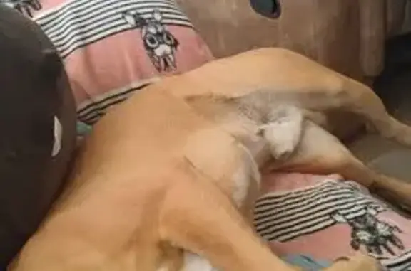 Lost Tan Pitbull Terrier: Help Find Harley!