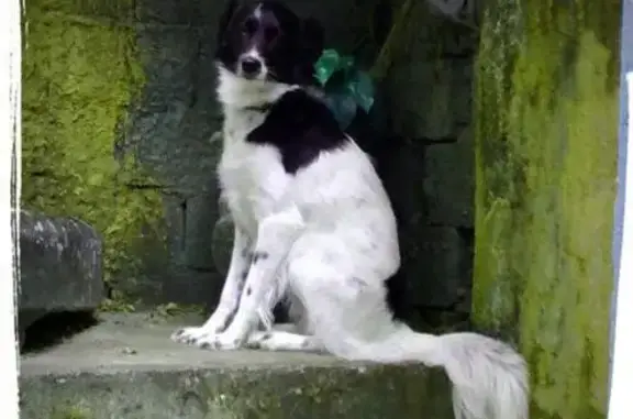 cachorro desaparecida