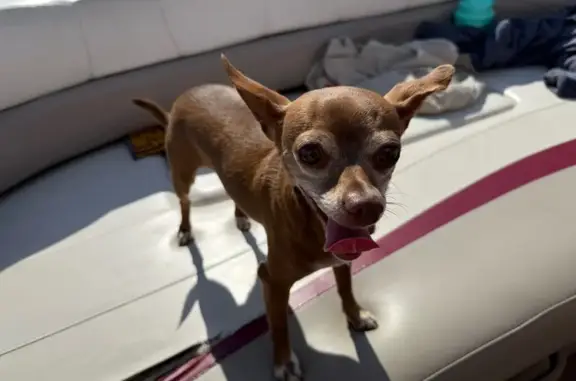 Lost Chihuahua Mix: South Hibbard St